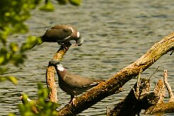 pigeon_ramier_03-2 null