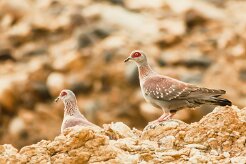 Pigeon_roussard_01-2 null