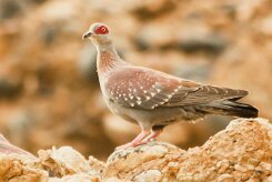 Pigeon_roussard_02-2 null