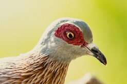 Pigeon_roussard_03-2 null