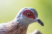 Rock pigeon (Pigeon roussard) Rock pigeon (Pigeon roussard)