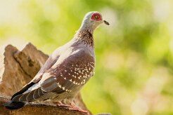 Pigeon_roussard_04-2 null