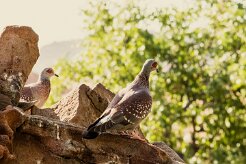 Pigeon_roussard_05-2 null