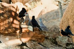 Pigeon_roussard_06-2 null
