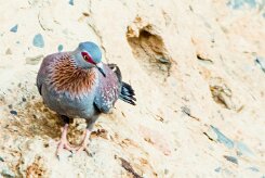 Speckled Pigeon (Pigeon roussard)_737A2327-2 null