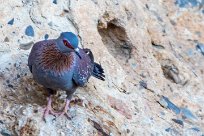 Speckled Pigeon (Pigeon roussard) Sossusvlei et Sesriem