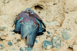Speckled Pigeon (Pigeon roussard)_737A2347-2 null