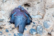 Speckled Pigeon (Pigeon roussard) Sossusvlei et Sesriem