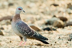 Speckled pigeon (Pigeon roussard)-737A8967-2 null