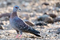 Speckled pigeon (Pigeon roussard) Spitzkopje/Monts Erango - Damaraland - Namibie