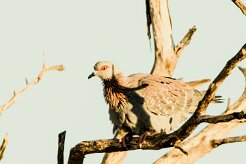 Speckled pigeon (Pigeon roussard)-737A8979-2 null