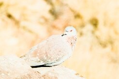 Speckled pigeon (Pigeon roussard)-737A9311-2 null