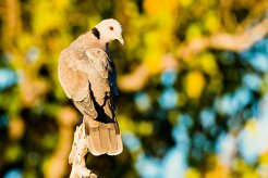 Red-eyed Dove (Tourterelle à collier)_x737A4654-2 null