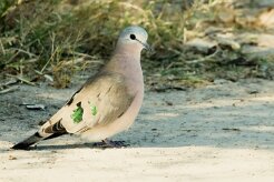 Emeral Spotted Dove (Tourterelle émeraudine)_7D2_1443 null