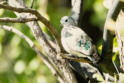 Emerald-spotted Wood Dove (Tourterelle émeraudine)_7D2_1102 null