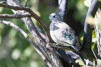 Emerald spotted wood dove (Tourtelette émeraudine) Chobe National Park