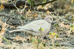 Albinos Cape Turtle-Dove (Tourterelle du Cap Albinos)_x737A5265-2 null
