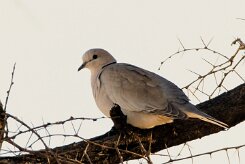 Cape Turtle Dove (Tourterelle du Cap)-737A8857-2 null