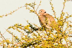 Cape turtle dove (Tourterelle du Cap)_7D2_0226 null