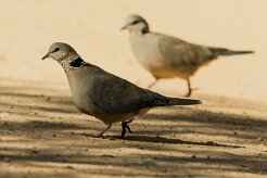 Cape turtle-dove (Tourterelle du Cap)_737A2030-2 null