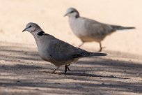 Cape turtle-dove (Tourterelle du Cap) Fish River Canyon