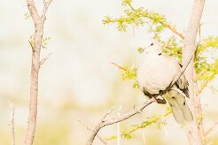 Ring-necked Dove (Tourterelle du Cap)_737A5236-2 null