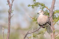 Ring-necked Dove (Tourterelle du Cap) Etosha