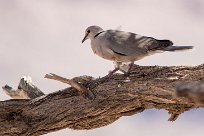 Cape Turtle Dove (Tourterelle du Cap) Cape Turtle Dove (Tourterelle du Cap)