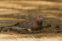 Laughing Dove (Tourterelle maillée)_737A2042-2 null