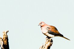 Laughing Dove (Tourterelle maillée)_737A3276-2 null