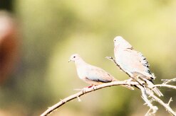 Laughing Dove (Tourterelle maillée)_737A3277-2 null