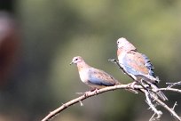 Laughing Dove (Tourterelle maillée) Du côté d'Omaruru