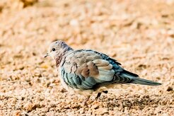 Laughing Dove-(Tourterelle maillée)_737A4488 null