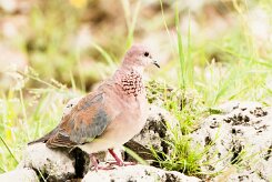 Laughing Dove-(Tourterelle maillée)_737A4834 null