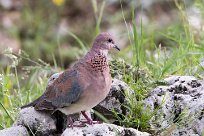 Laughing dove (Tourterelle maillée) Etosha