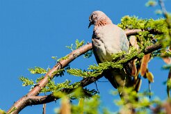 Laughing Dove-(Tourterelle maillée)_737A5705-2 null