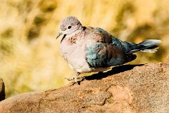 Laughing dove (Tourterelle maillée)-737A9293-2 null