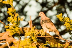 Laughing dove (Tourterelle maillée)_x737A3455 null