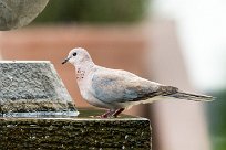 Laughing dove (Tourterelle maillée) Laughing dove (Tourterelle maillée)