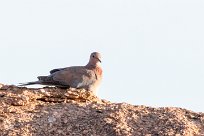 Laughing dove (Tourterelle maillée) Laughing dove (Tourterelle maillée)