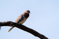 Laughing dove (Tourterelle maillée) Laughing dove (Tourterelle maillée)