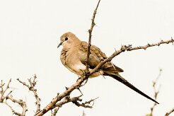 Namaqua Dove (Tourterelle masquée)_737A2737-2 null