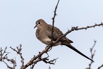 Namaqua Dove (Tourterelle masquée) Du côté d'Omaruru