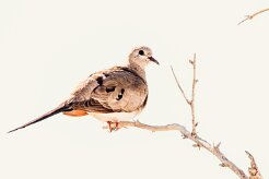 Namaqua dove (Tourterelle masquée)-737A9916 null