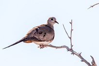 Namaqua dove (Tourterelle masquée) Etosha - Namibie