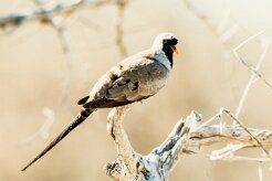Namaqua dove (Tourterelle masquée)-737A9920 null