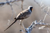 Namaqua dove (Tourterelle masquée) Etosha - Namibie