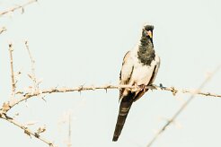 Namaqua dove (Tourterelle masquée)-737A9927 null