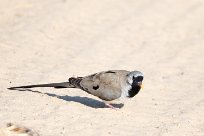 Namaqua dove (Tourterelle masquée) Chobe River