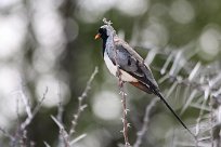 Namaqua dove (Tourterelle masquée) Etosha